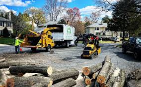 Best Tree Trimming and Pruning  in Springville, UT