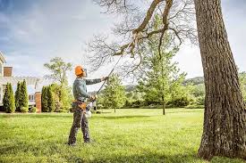 Trusted Springville, UT Tree Removal Experts