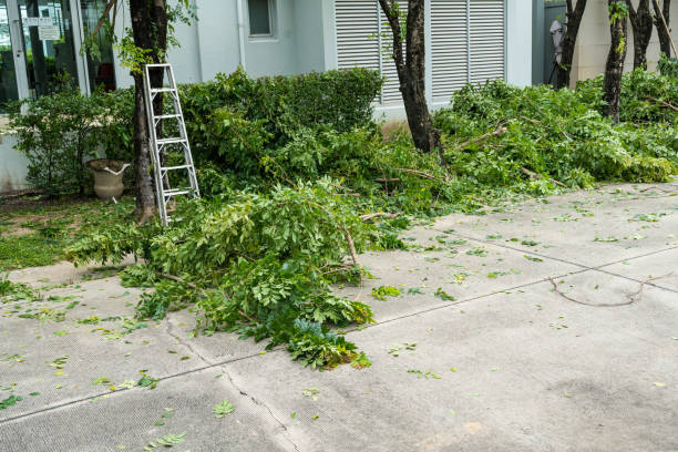 Best Utility Line Clearance  in Springville, UT