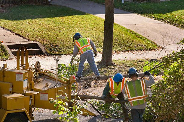 Tree and Shrub Care in Springville, UT