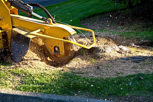 Best Lawn Renovation and Restoration  in Springville, UT