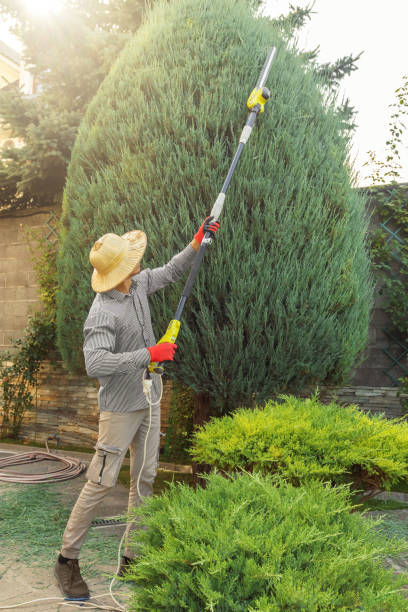 Best Hedge Trimming  in Springville, UT