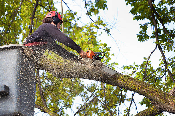 Best Fruit Tree Pruning  in Springville, UT