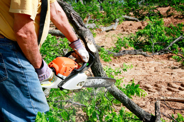 Best Hedge Trimming  in Springville, UT